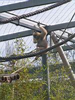 Gibbon a favoris blanc du nord - Nomascus leucogenys (2)